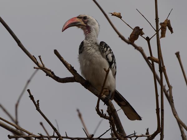 <h3><a href="/trips/tanzania/biota/animalia/chordata/aves/038 bucerotiformes/003 bucerotidae/tockus deckeni/tockus deckeni-nl.html">Tockus&nbsp;deckeni</a> / Von&nbsp;der&nbsp;decken's&nbsp;hornbill / Von&nbsp;der&nbsp;deckens&nbsp;tok</h3>OM-1 Mark II met OLYMPUS M.150-400mm F4.5 TC, 1/2000 sec  bij F5.6, ISO 200, afstand 14.7&nbsp;m